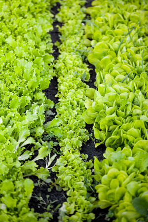 Closeup view of garden bed with lettuceの写真素材