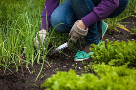 Closeup photo of woman digging out onion with spadeの写真素材
