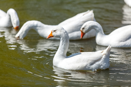 Closeup photo of gooses swimming and diving on lakeの写真素材