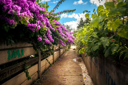 Beautiful road grown with bushes and Bougainvilleaの写真素材