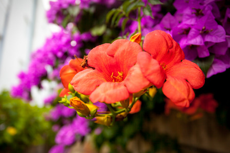 Closeup photo of Bougainvillea pink and red flowers