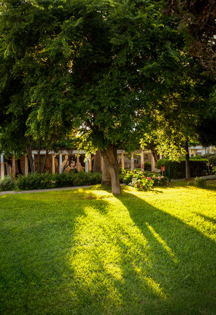 Beautiful silhouette of big tree with sun shining through itの写真素材