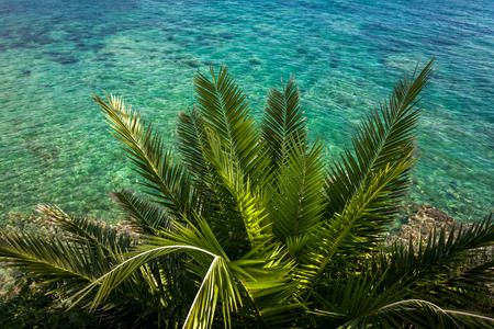 Beautiful view from above on green palm growing at sea with turquoise waterの写真素材