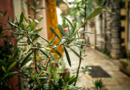 Closeup photo of olive tree growing on old greek street at rainy weatherの写真素材