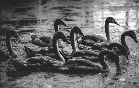 Black and white photo of cygnets swimming on lake at morningの写真素材