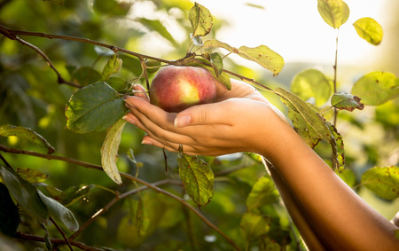 Female hands holding red apple at garden at sunny day