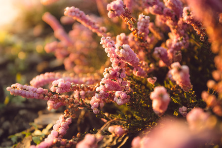 Closeup photo of beautiful flower bed with growing lavenderの写真素材