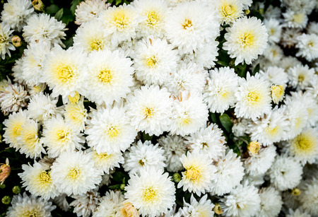 Closeup photo of white flowerbed of chrysanthemumsの写真素材