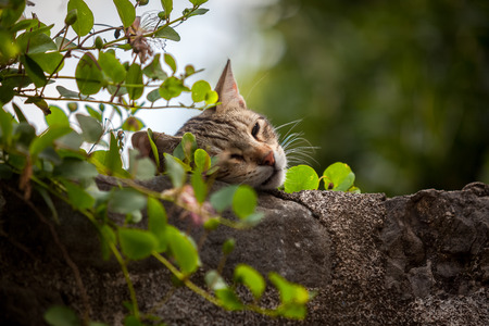 Closeup photo of cute cat sleeping on high stone wall overgrown with ivyの写真素材