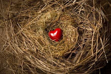 Little red heart lying in birds nestの写真素材