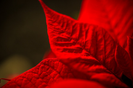 Macro shot of red leave texture over dark backgroundの写真素材