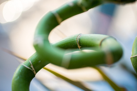 Closeup photo of green twisted bambooの写真素材