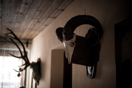 Toned photo of wall in hunters house decorated by animal skullsの写真素材