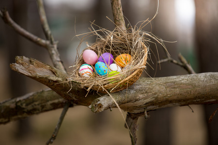 Closeup photo of birds nest with Easter eggs on high branch at forest