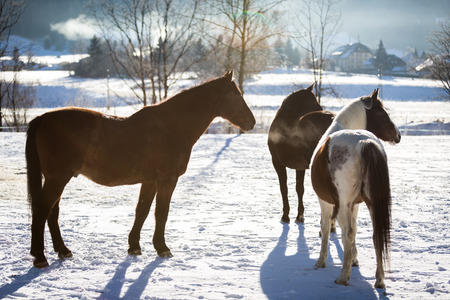 Three beautiful horses standing in outdoor paddock at sunny dayの写真素材