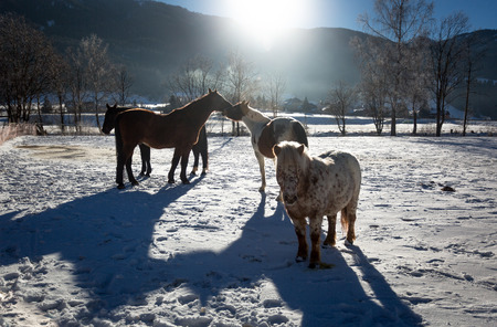 Outdoor photo of of farm with pasturing horses at winter sunny dayの写真素材