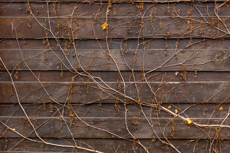 Closeup texture of creeping plant growing on old wooden fenceの写真素材