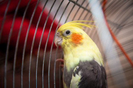 Closeup photo of beautiful yellow parrot sitting in cageの写真素材