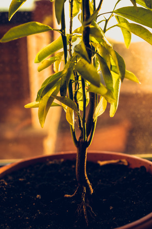Toned photo of tangerine tree growing in potの写真素材