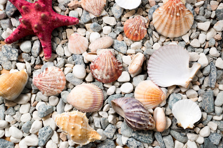 Closeup texture of sea bottom covered with colorful seashells and starfishes