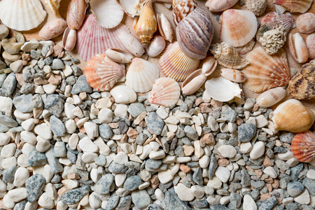 Lot of colorful seashells lying on stones at seashoreの写真素材