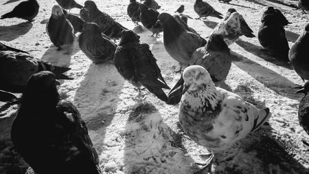 Black and white image of pigeon flock sitting on snowy road