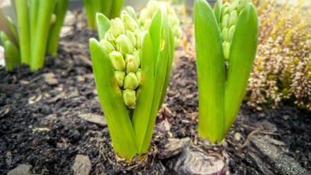 Closeup photo of little flower sprouts on flowerbedの写真素材