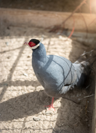 Beautiful blue eared pheasant walking at zooの写真素材