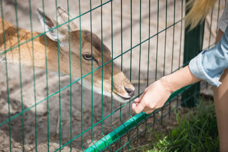 Closeup image of female hand giving grass to doe in the paddock at zooの写真素材