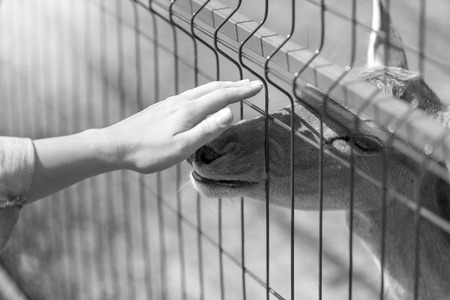 Black and white image of hand caressing deer through metal fence in the zooの写真素材