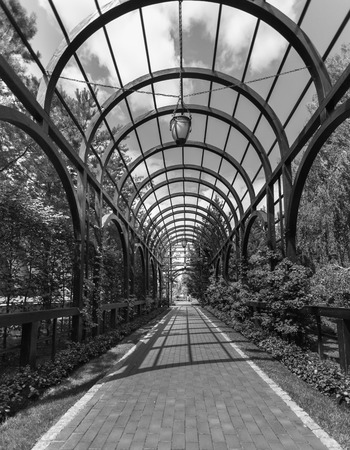 Black and white image of long archway overgrown with plants at parkの写真素材