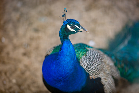 Closeup image of colorful male peacock at zooの写真素材