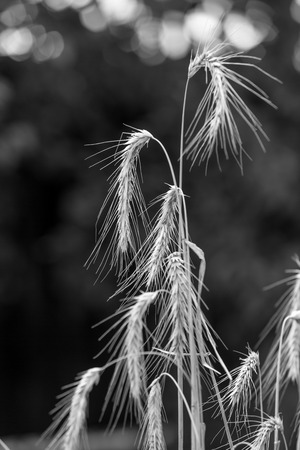 Black and white closeup photo of ripe wheat ears on field at sunny dayの写真素材