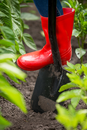 Closeup image of young woman in red rubber boots digging soil with shovelの写真素材