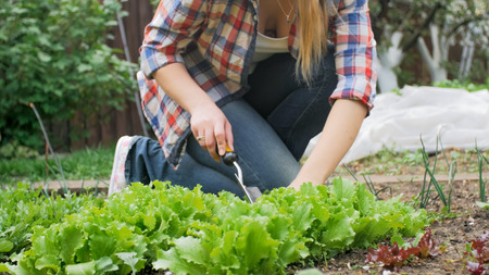 Closeup photo of young woman planting green lettuce in gardenの写真素材