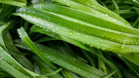Macro image of long grass leaves cowered with dew in morning. Round droplets on wet grass