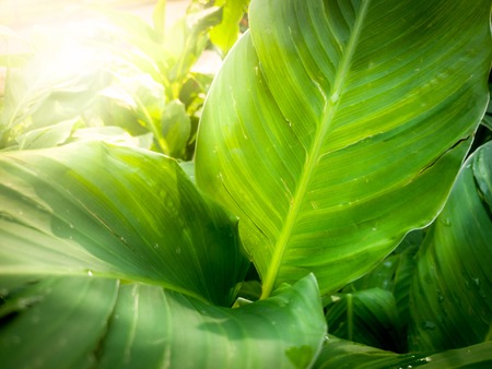 Macro photo of beautiful banana palm leaves in bright sun light rays. Closeup shot of tropical tree leavesの写真素材