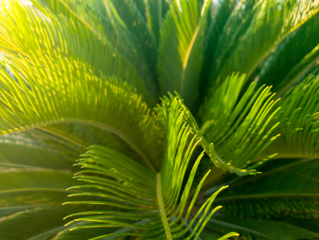 Macro photo of beautiful long palm tree leaves in bright sun lightの写真素材