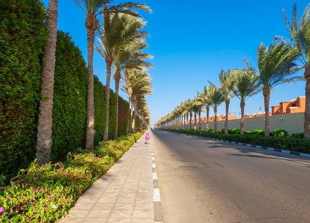 Beautiful photo of long road with beautiful palms growing on the roadside.の写真素材