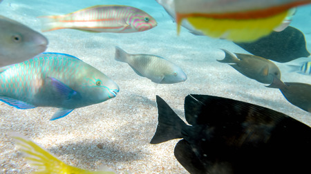 Closeup photo of lots of colorful fishes swimming around the coral reef. Perfect shot for...