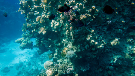 Beautiful underwater seascape of colorful coral reef and lots of tropical fishes swimmingの写真素材