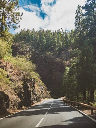 Toned photo of narrow road going through old pine forest in mountainsの写真素材