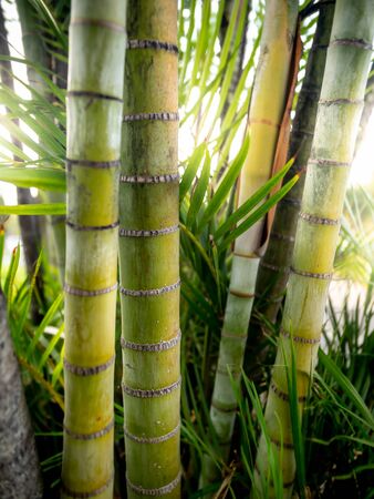 Closeup photo of sun rays going through green bamboo stems in rainforestの写真素材