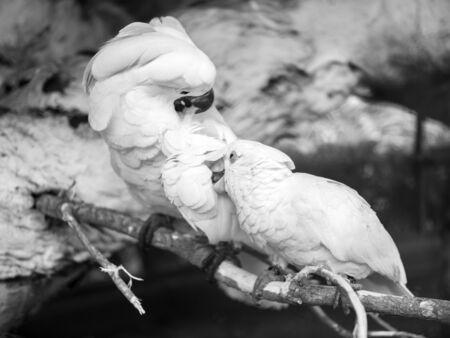 Black and white photo of white cockatoo parrots family cleaning fethers from fleas and parasitesの写真素材