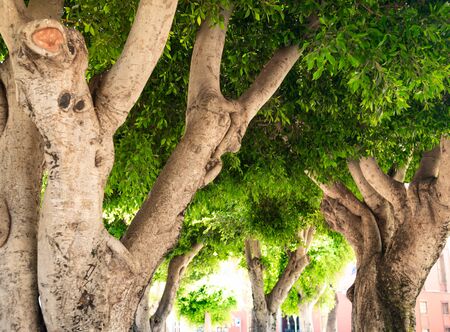Photo of beautiful trees with curved trunks and branches at city parkの写真素材