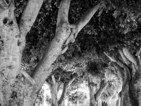 Black and white photo of curved tree trunks and branches in trees at city parkの写真素材