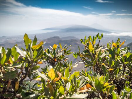 View through the tree leaves on mountain top and clear blue skyの写真素材