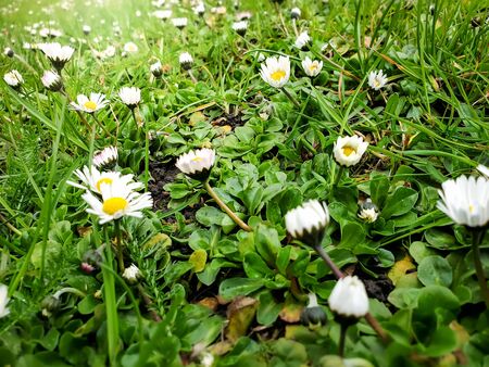 Macro image of fresh green grass and chamomile flowers blooming on the meadow at parkの写真素材