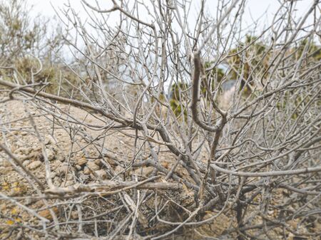 Closeup toned image of dry bush or plant in the desertの写真素材