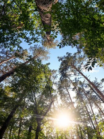 Panoramic image of looking up the sky in forest at sunset